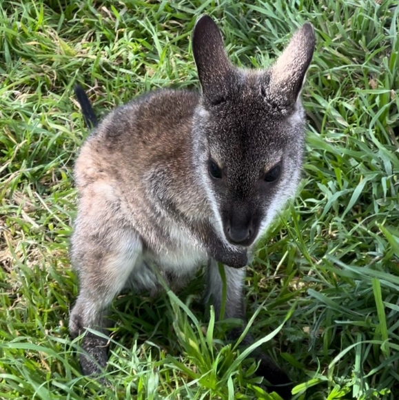 🐒 XL Black Crewneck Lemur Sweatshirt🧥 - Picture 15 of 16